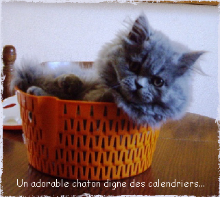 Un adorable chaton digne des calendriers...